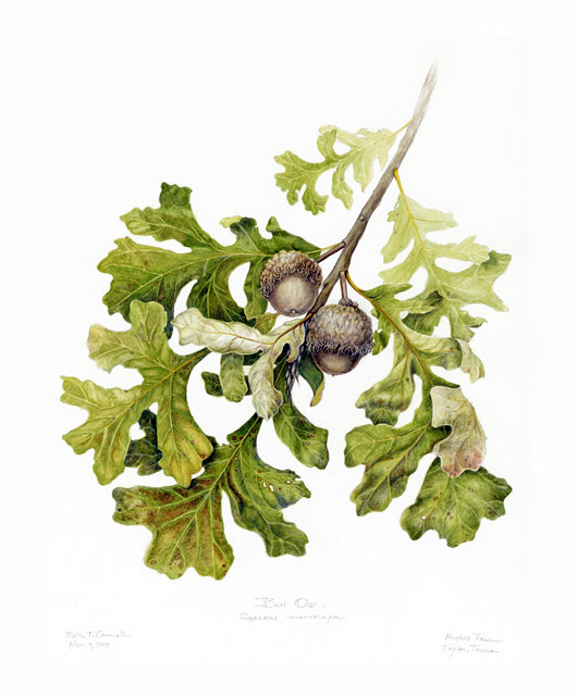 Burr Oak, by Ruth Councell