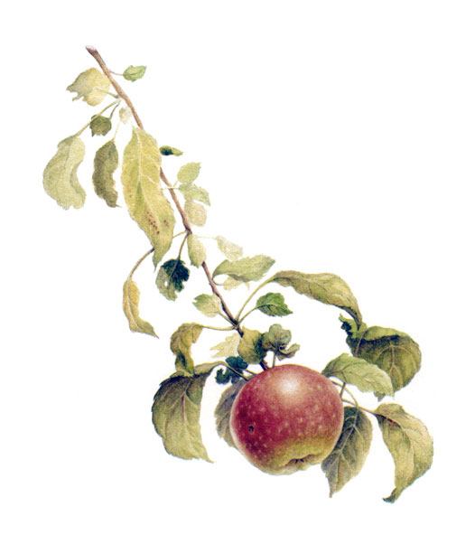 Geneva Apple, a watercolor by Ruth Councell
